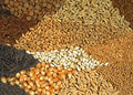 Indian food grains and pulses for bulk export